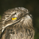 Illustration for article titled This Freaky Bird Looks Like a Cartoon Character
